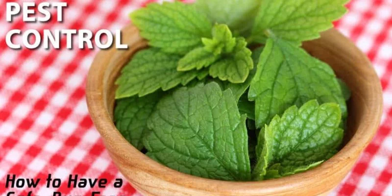 Natural Pest Control for Summer Insects