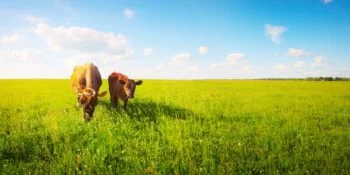 "Made in USA" Label Legally Used on Grassfed Beef From Overseas 5
