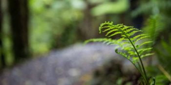 Houseplants That Heal You Should Grow