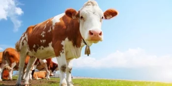 Organic Beef Is More Nutritious Than Regular Beef Study Finds