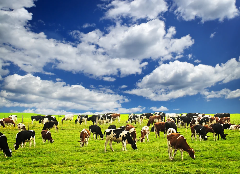 Cows on pasture in North East Organic Dairy Farm