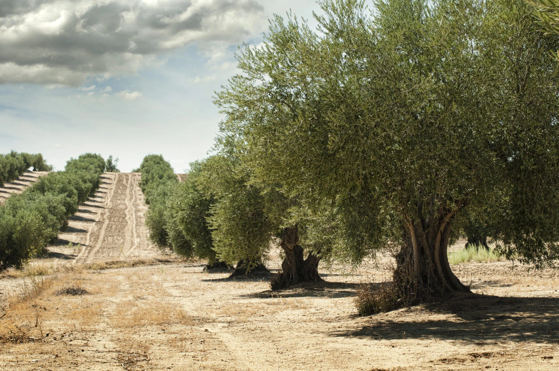 Olive trees used to produce Olive Oils with Toxic Phthalates 