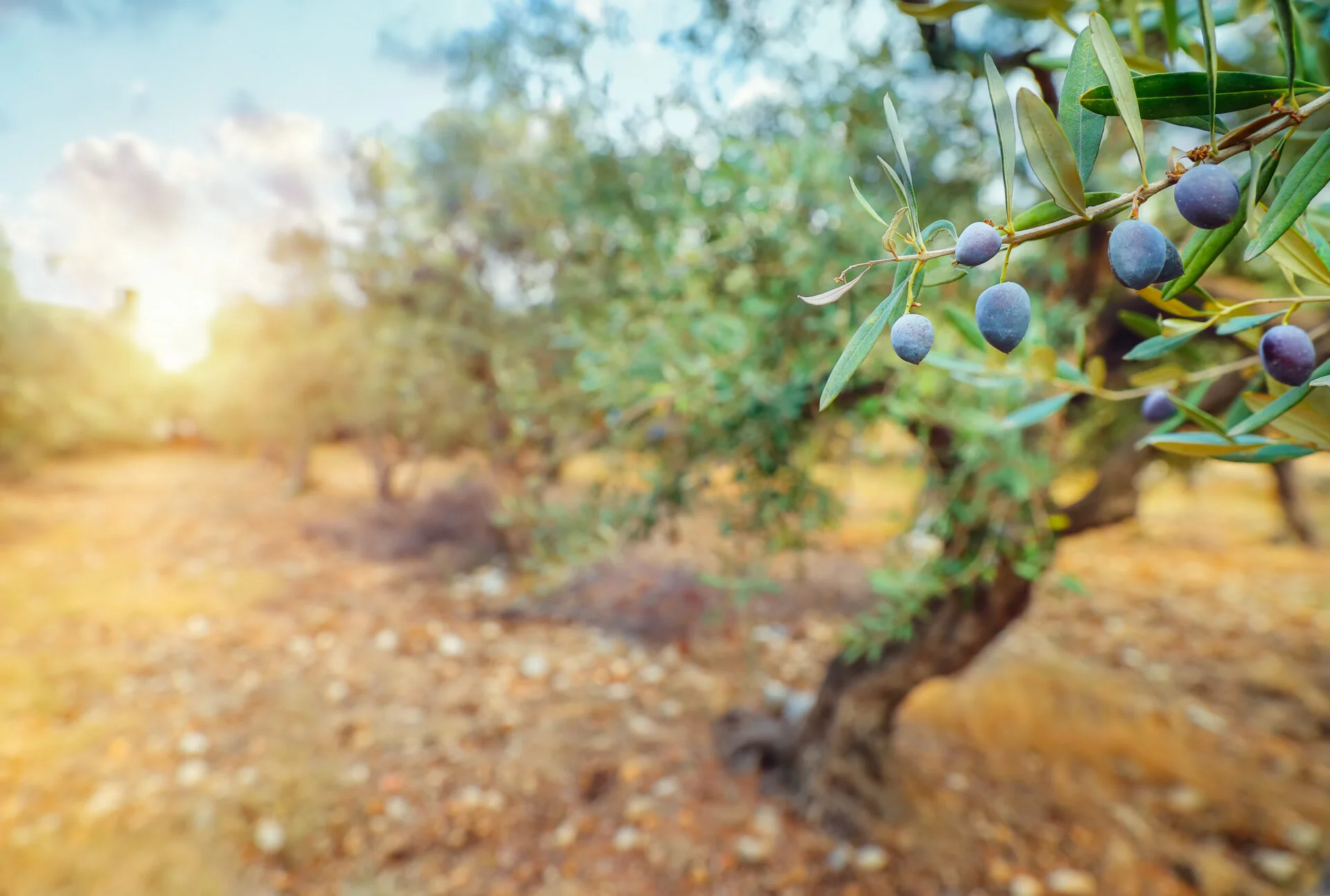 Olive trees garden in mild sun light, cultivation of a black olives, olive oil production, autumn harvest season concept