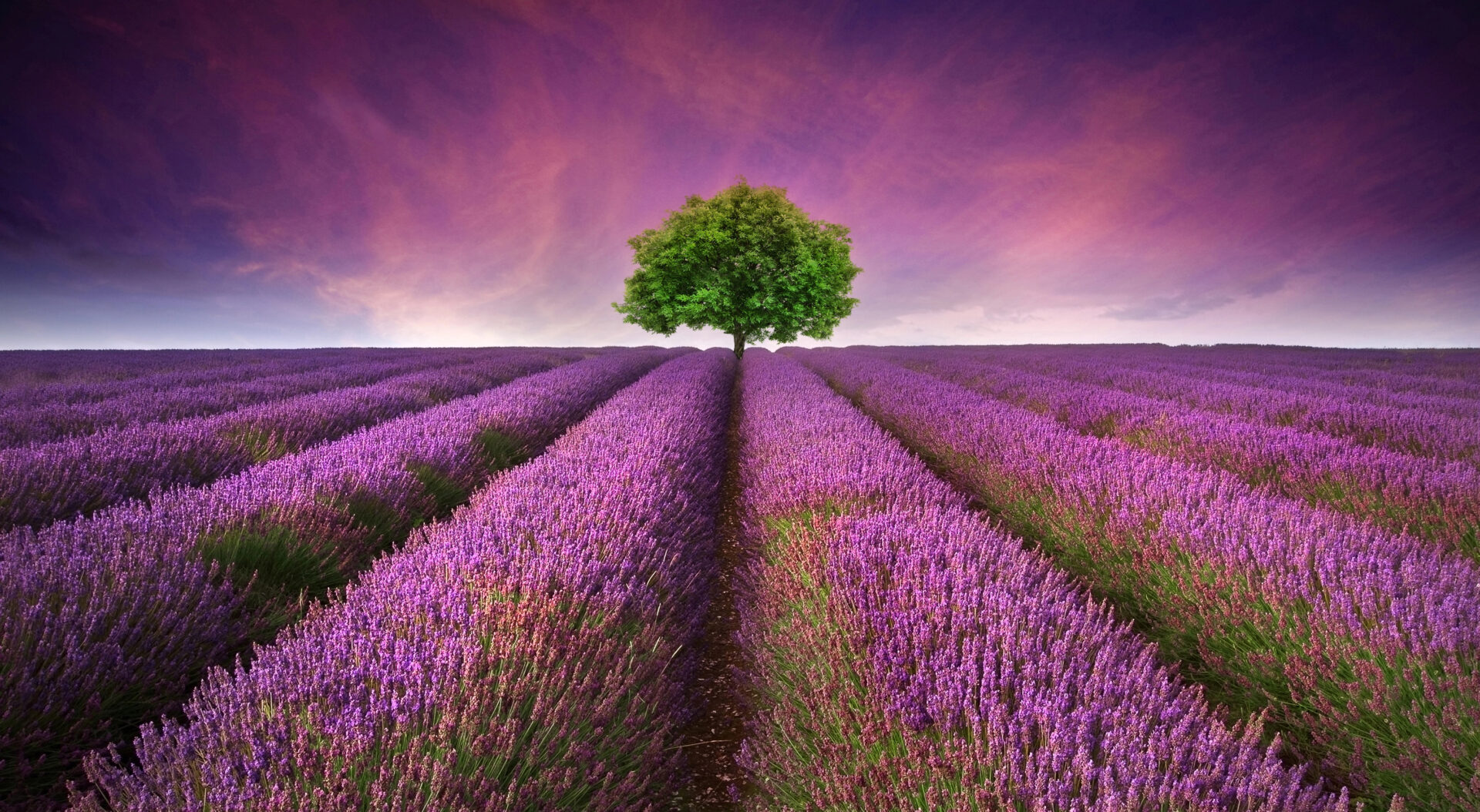 Field of organic lavender