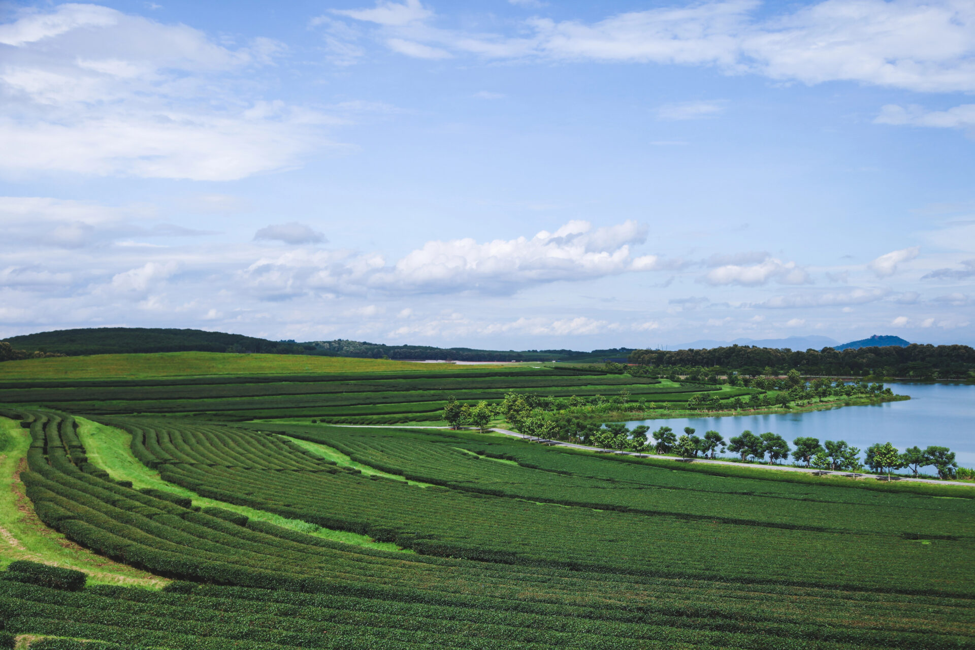 Field of tea leaves