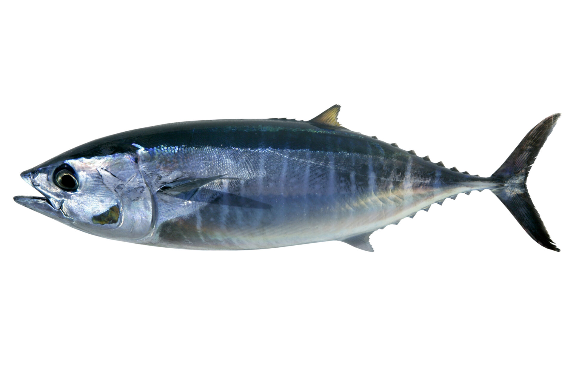 Tuna fish 