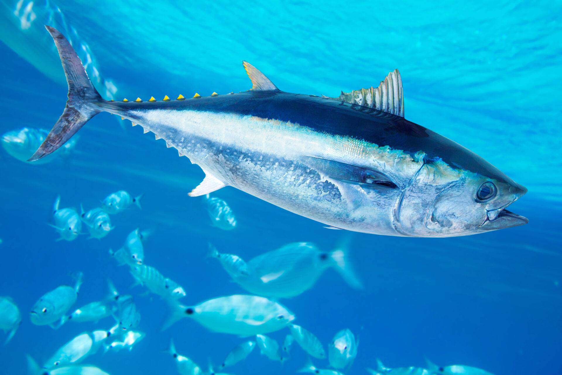Large tuna swimming in the ocean with other tunafish