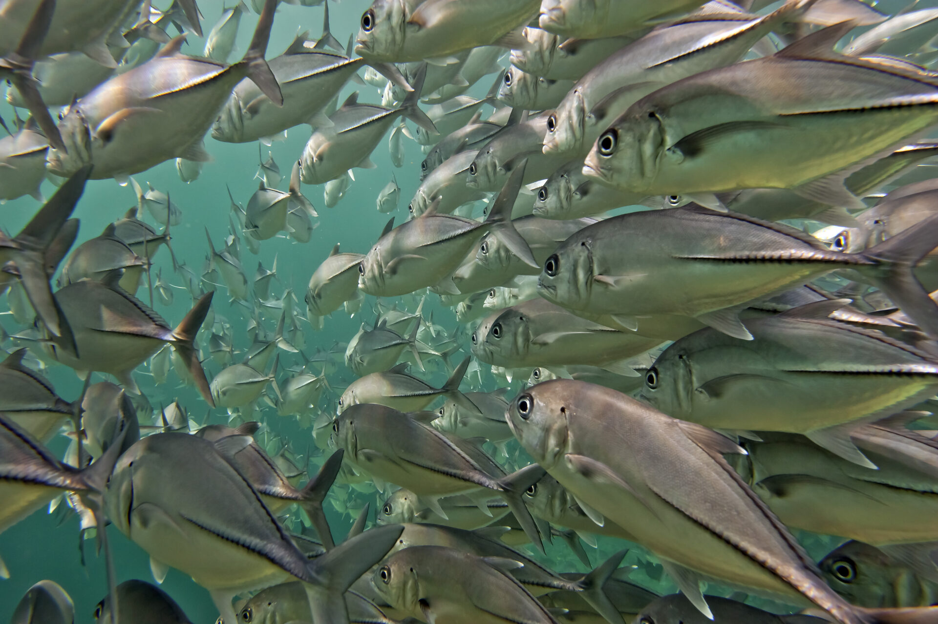 Inside a giant travelly tuna school of fish close up in the deep blue sea