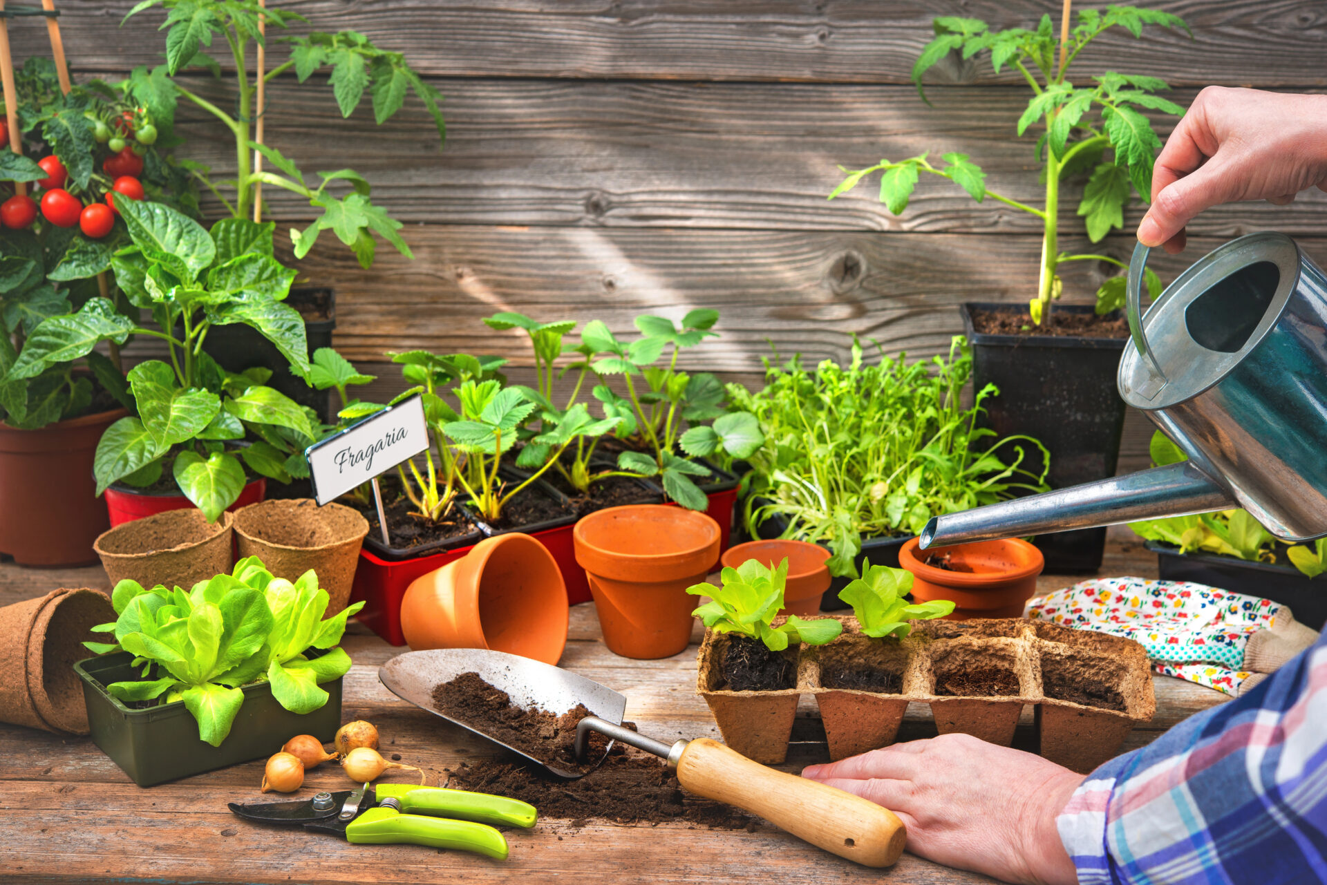Planting seedlings in greenhouse in spring