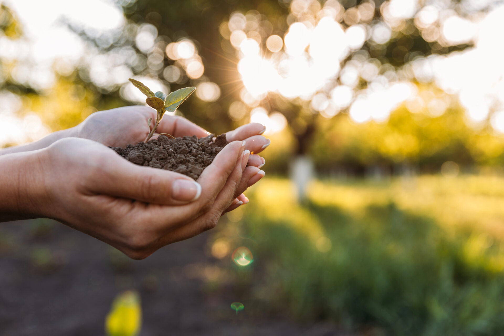 Soil being held by a women outside 