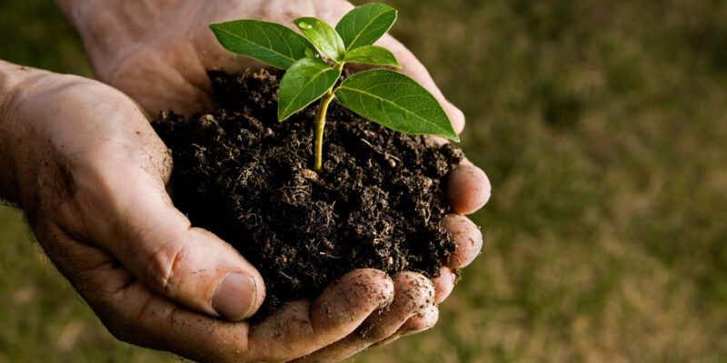 Farmer hand holding a fresh young plant. Symbol of new life and environmental conservation.