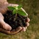 Farmer hand holding a fresh young plant. Symbol of new life and environmental conservation.