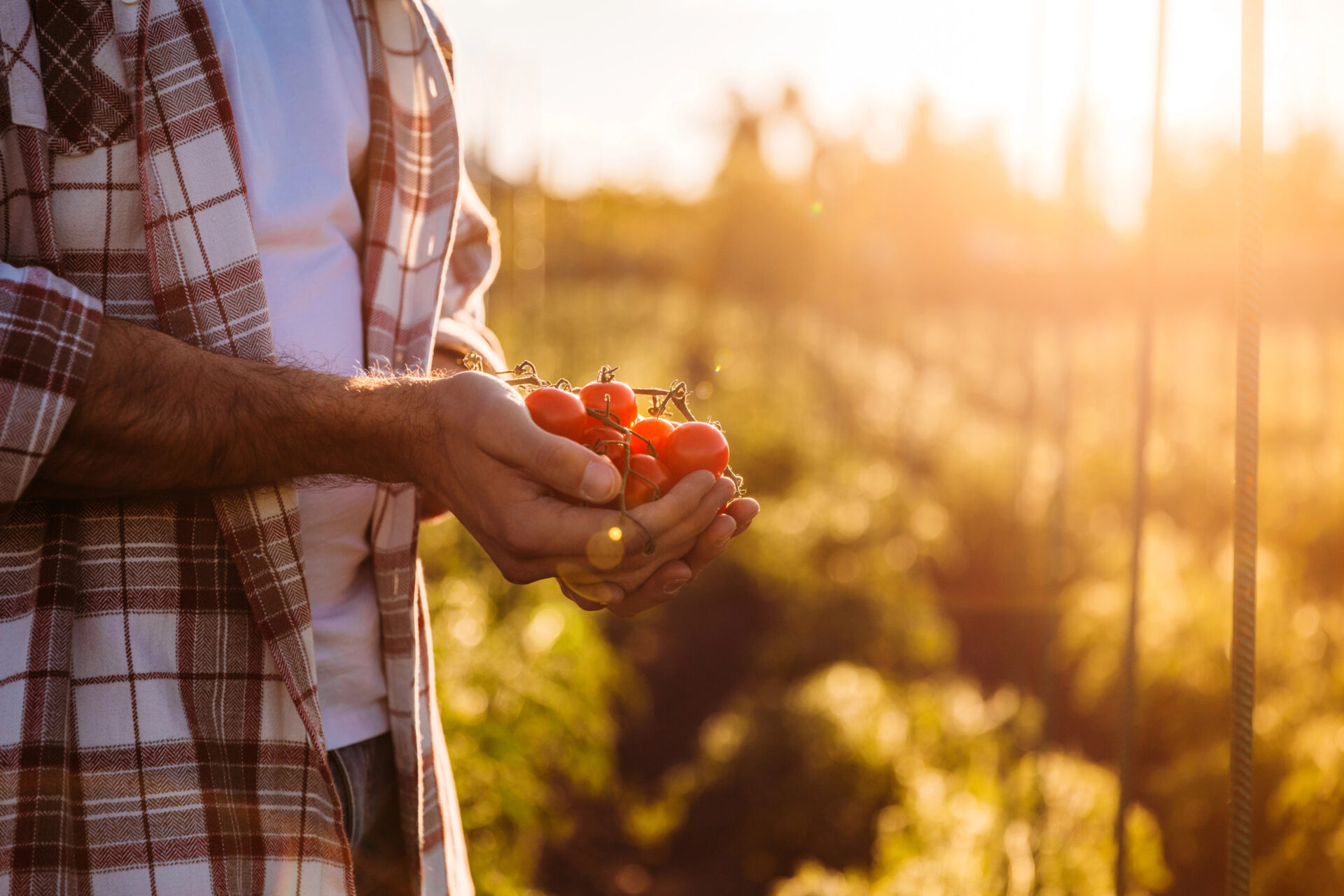 Farmer holding tomatoes on the farm