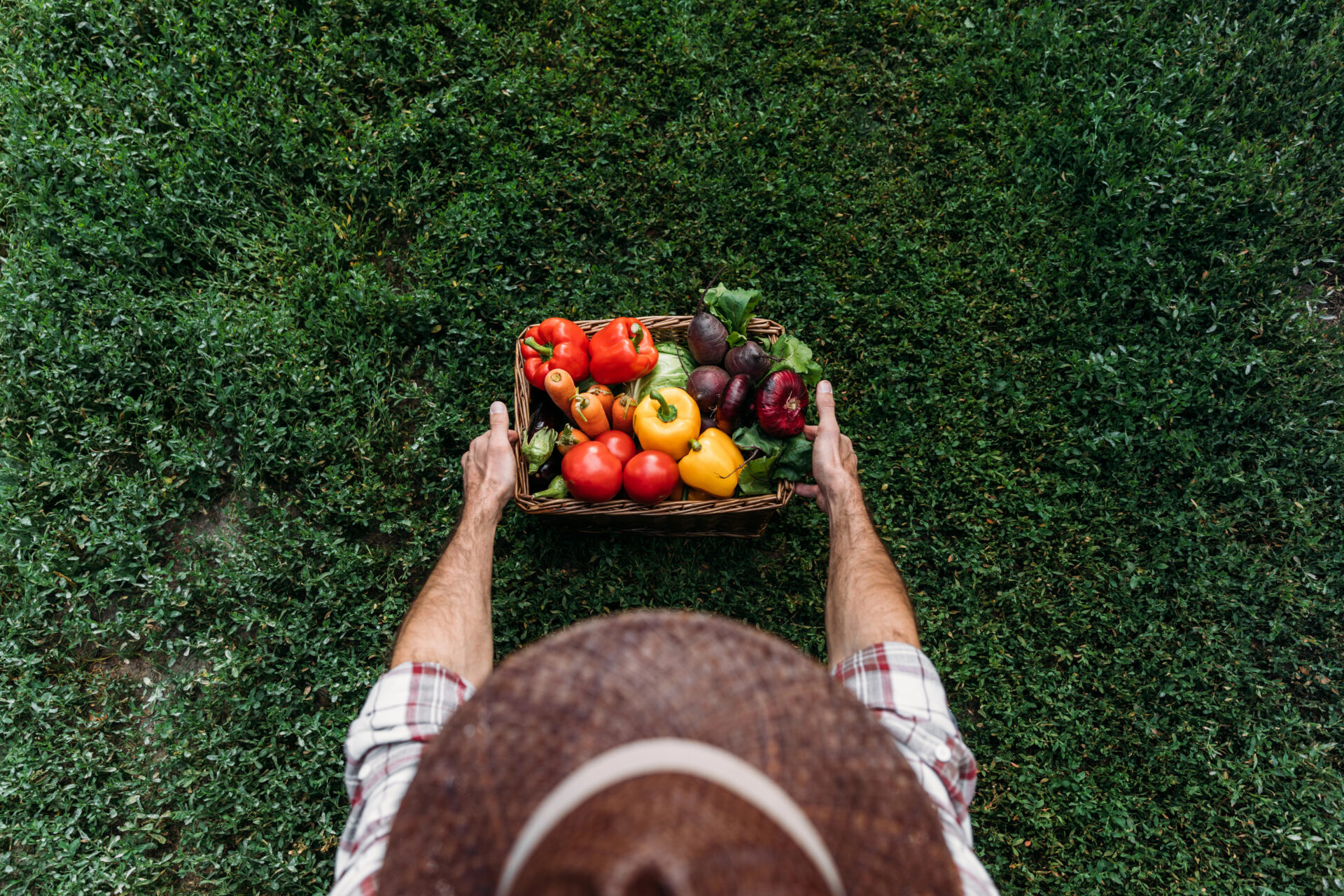 Farmer standing in the field with tomatoes in a box