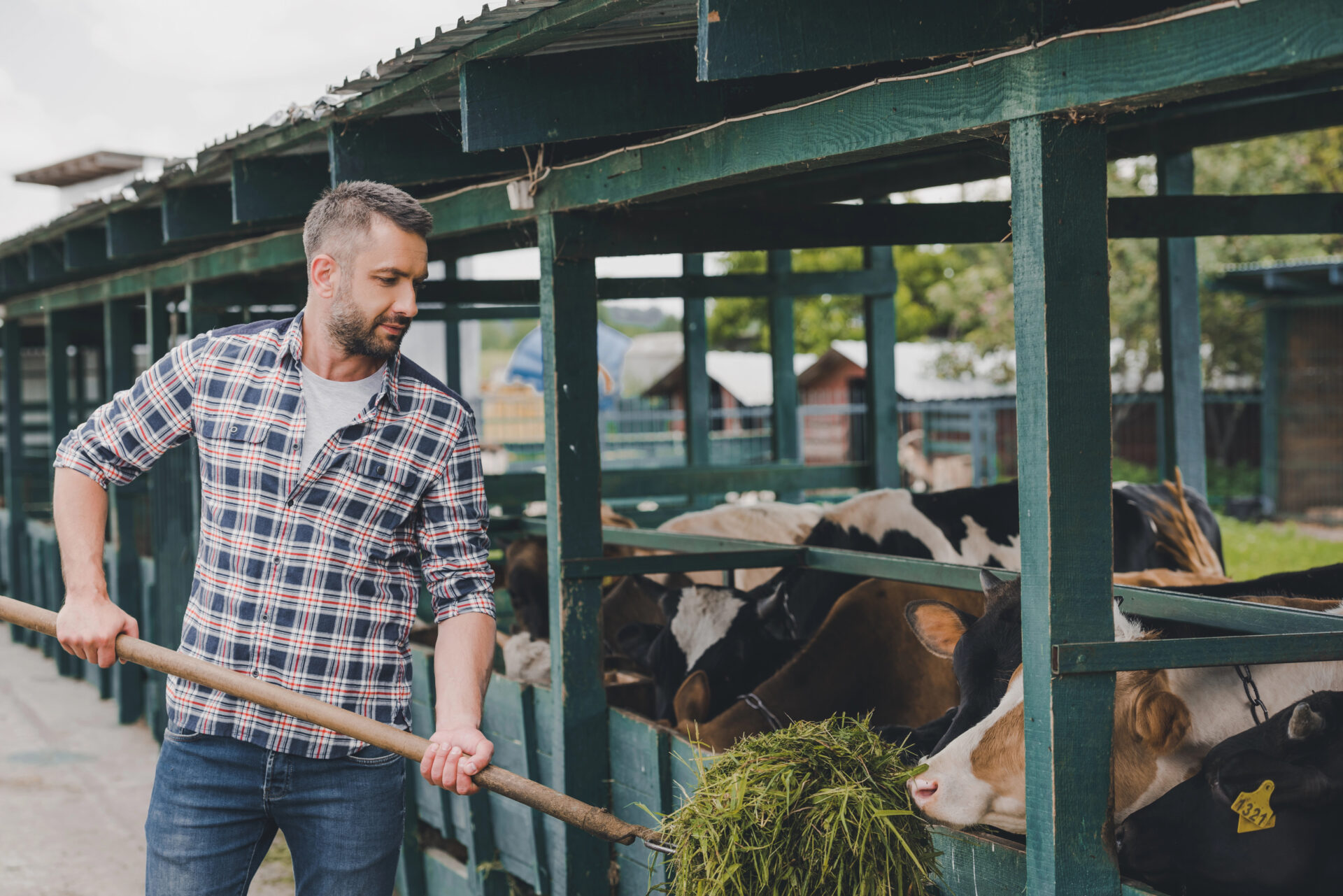 Farmer giving hay to his cows