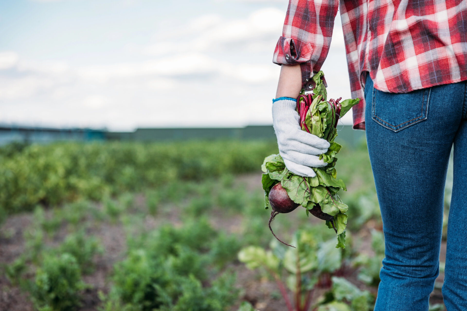 Farmer on a beet farm