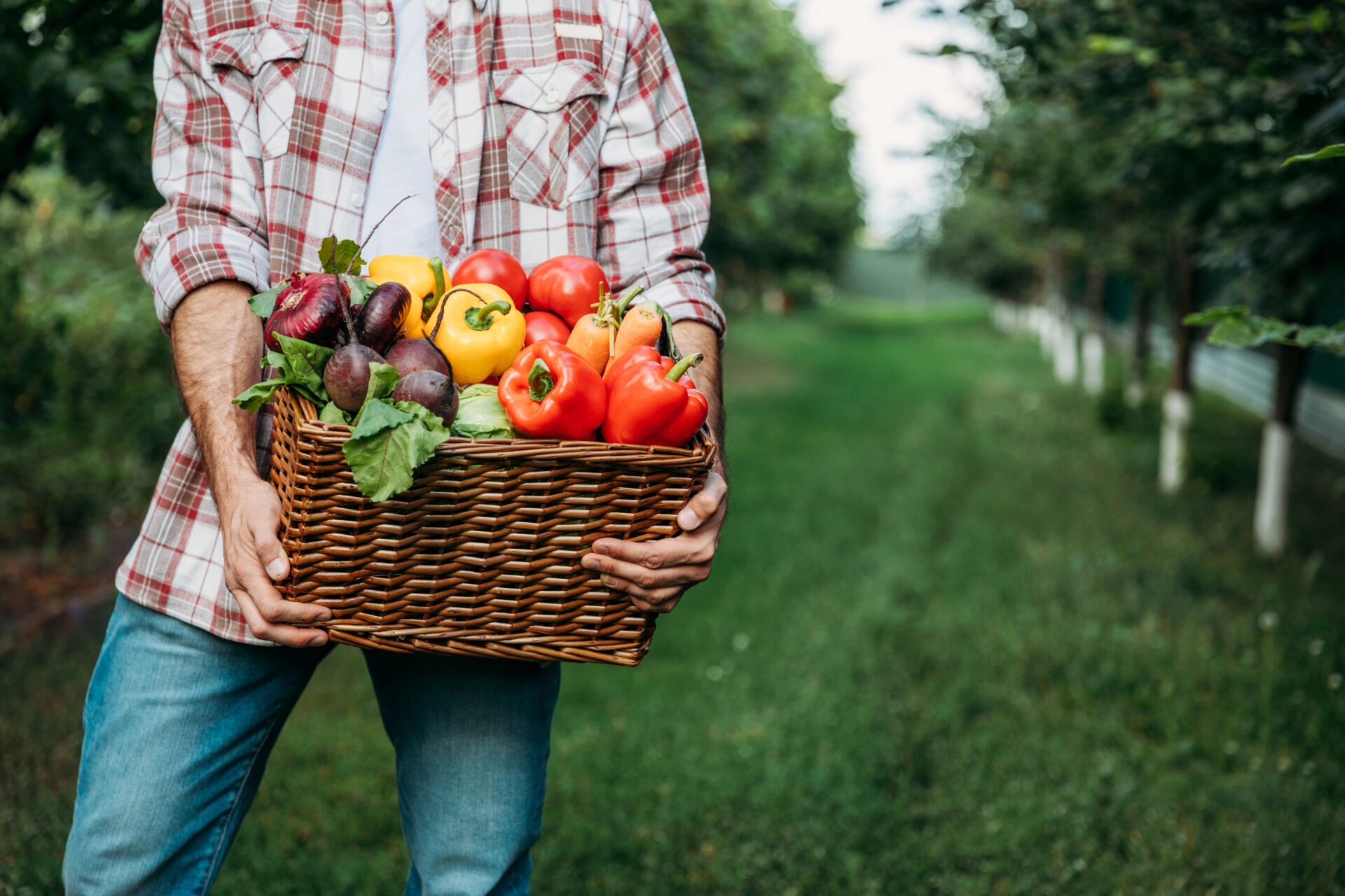 Farmer in apple orchard