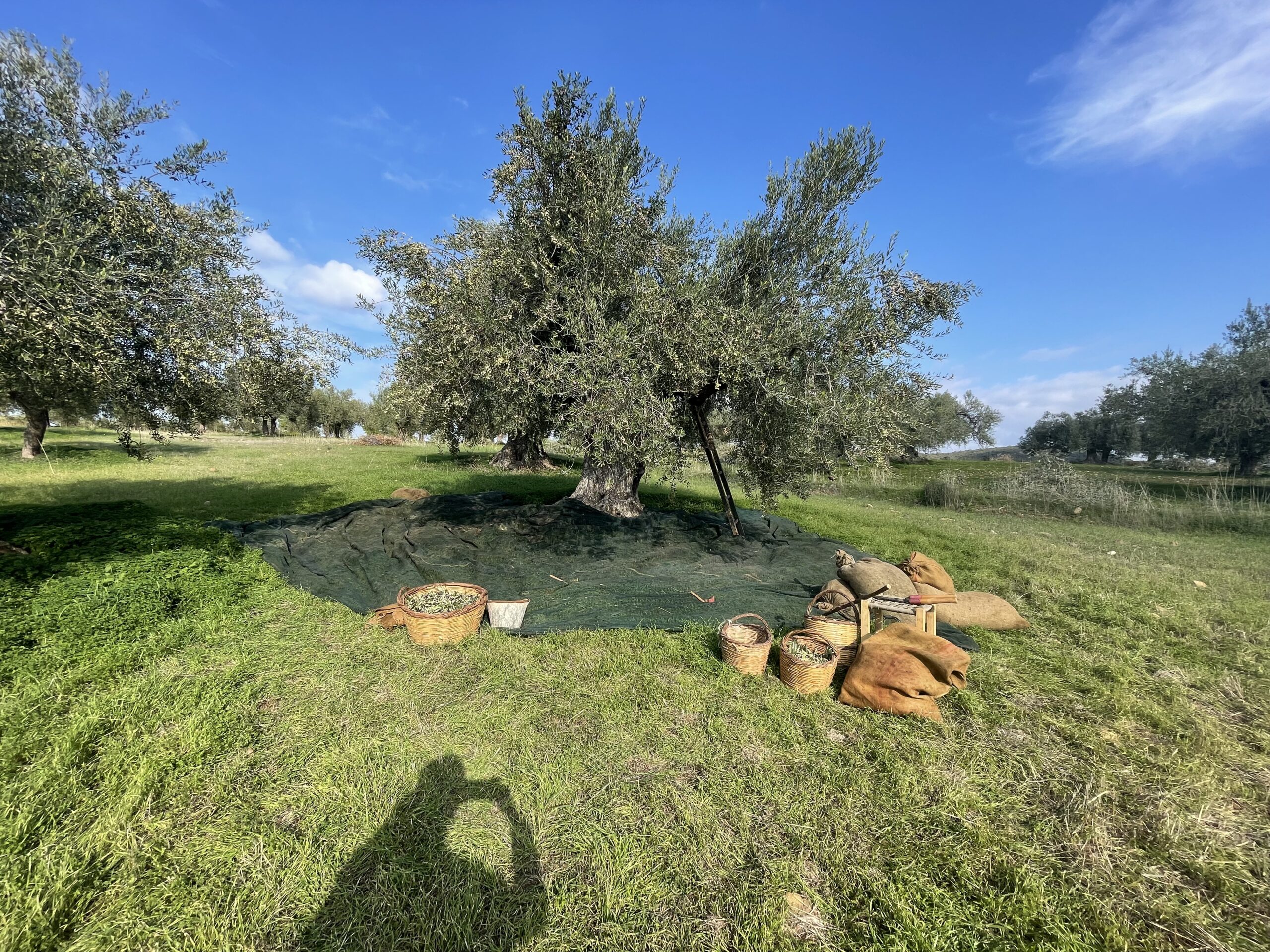 Kasandrinos Phthalate-Free Olive Oil Groves in Greece