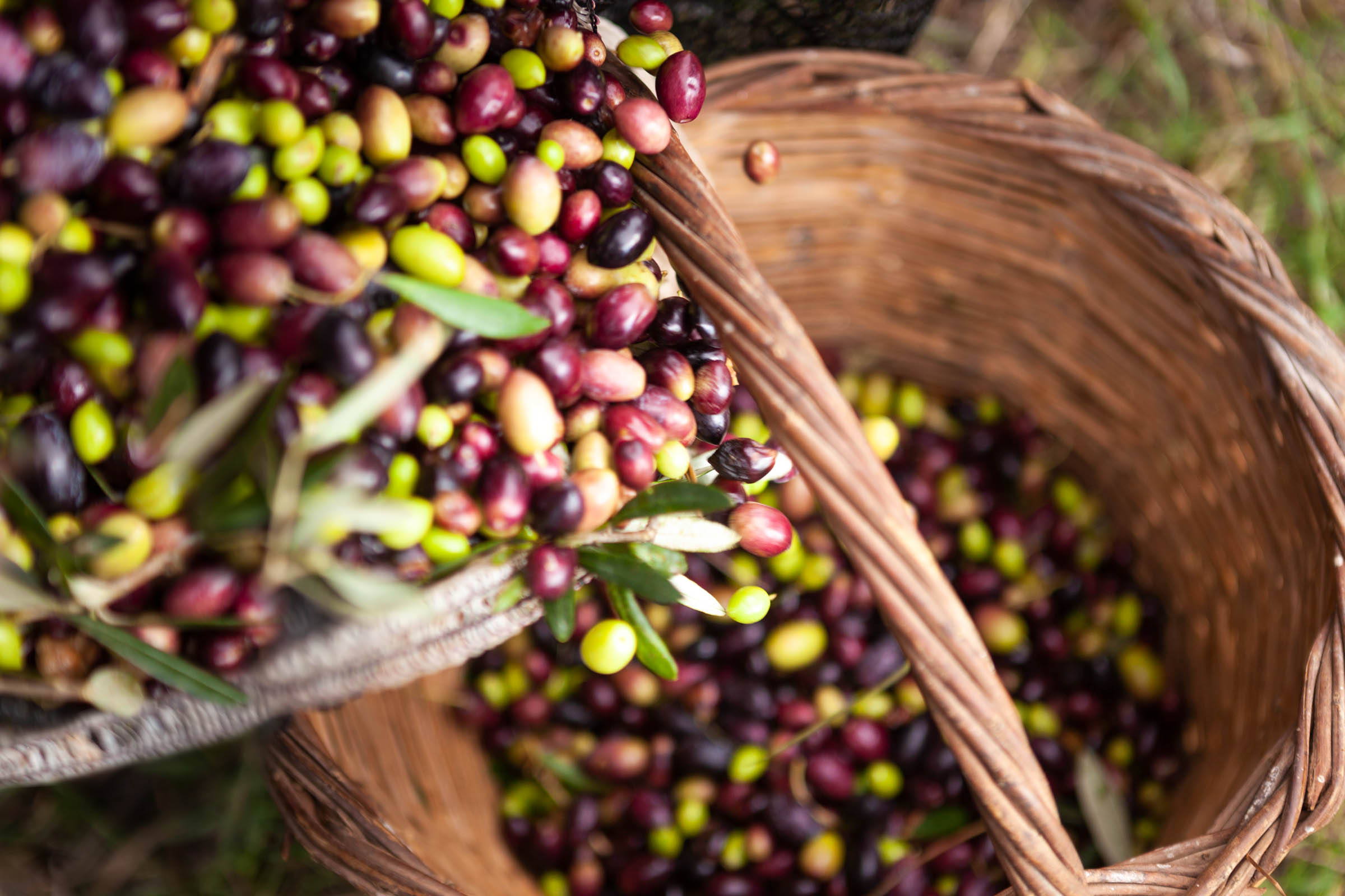 Kasandrinos Olives poured into a basket