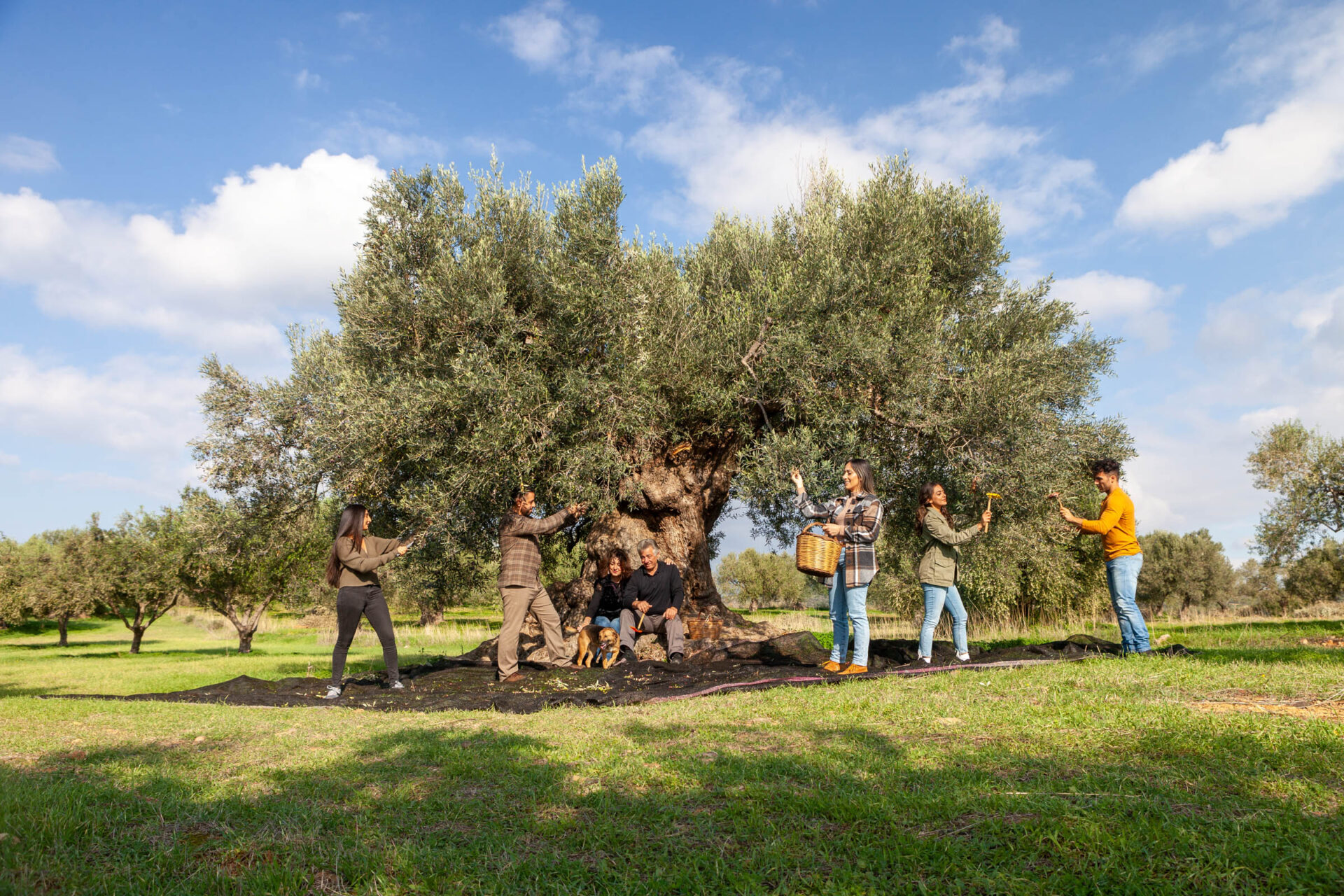 Kasandrinos -- Verified Phthalate-Free Olive Oil fruit picking under the tree