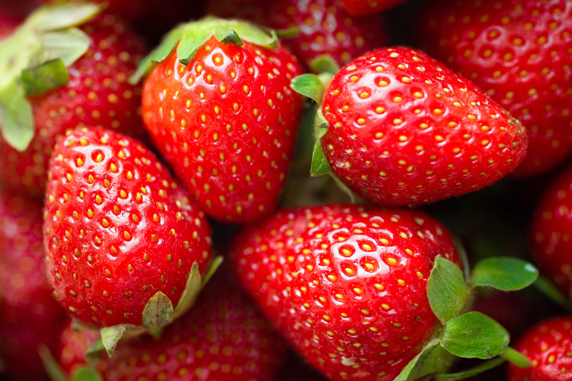 Fresh ripe strawberries covered in PFAS laden pesticides