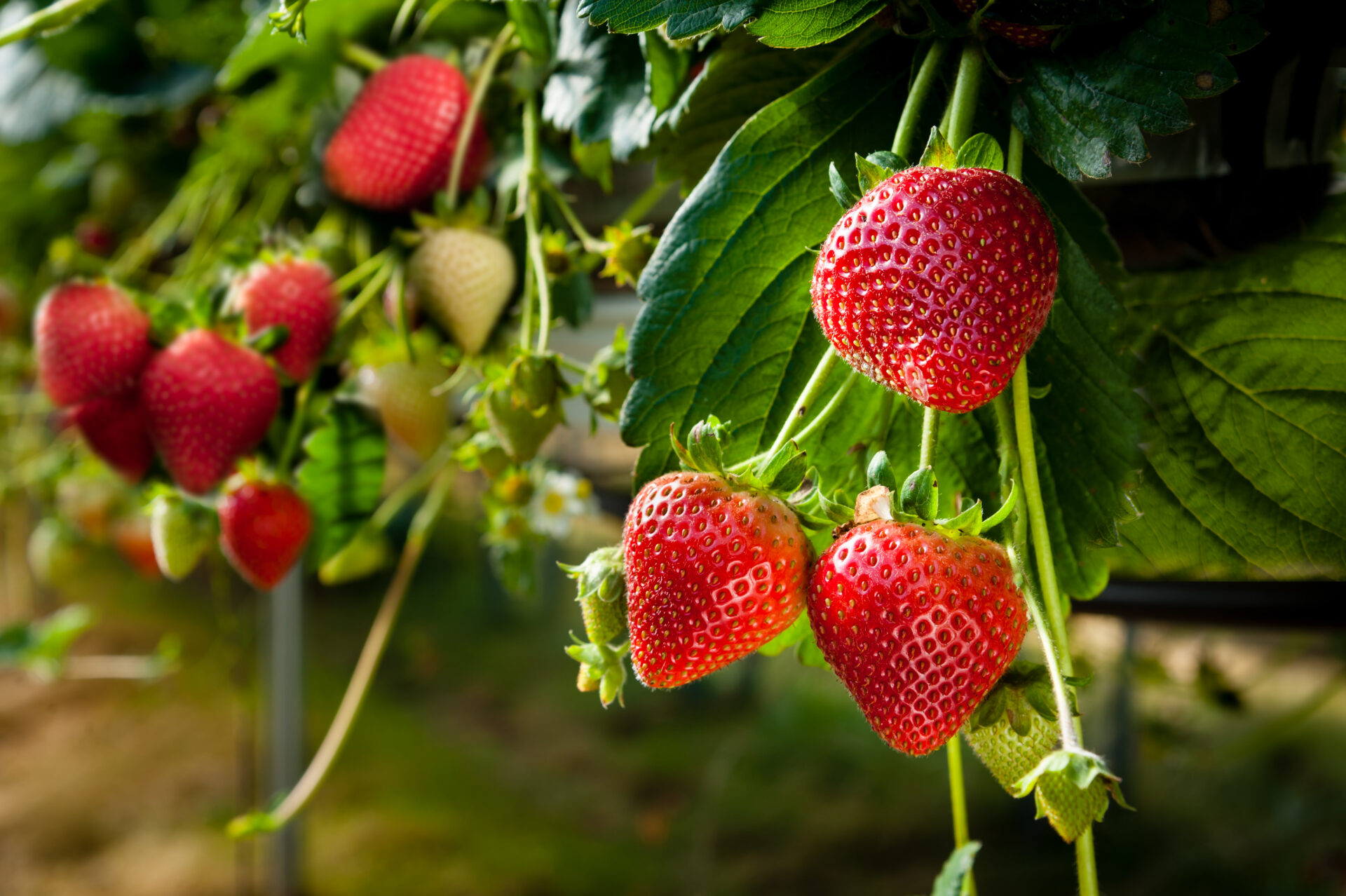 Strawberries being grown commercially on table top irrigation system.