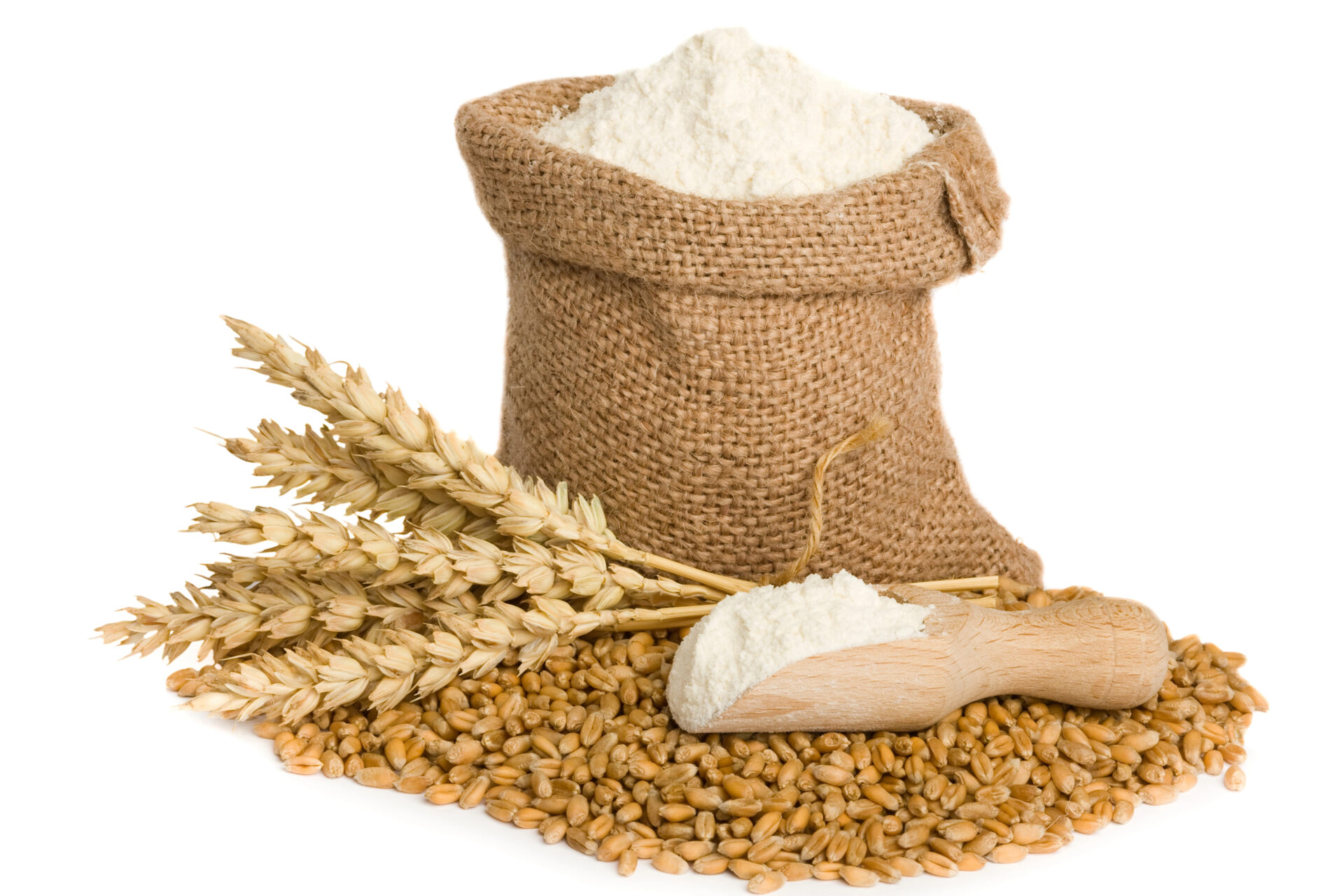 Wheat seed and flour in small burlap sack