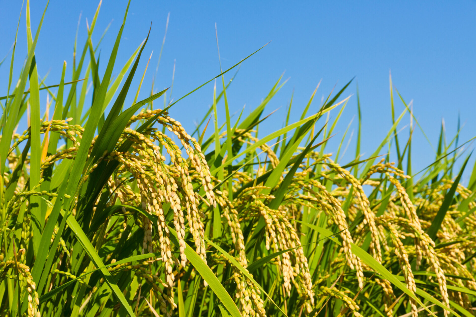 Rice in the fields