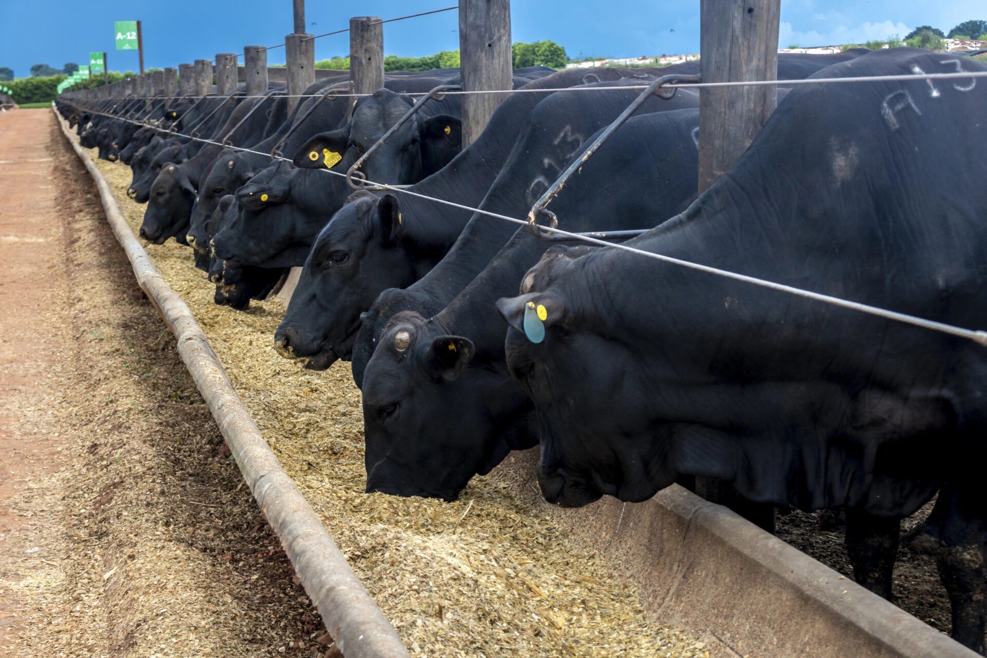 Herd of Aberdeen Angus animals in a feeder area of a beef cattle farm in Brazil