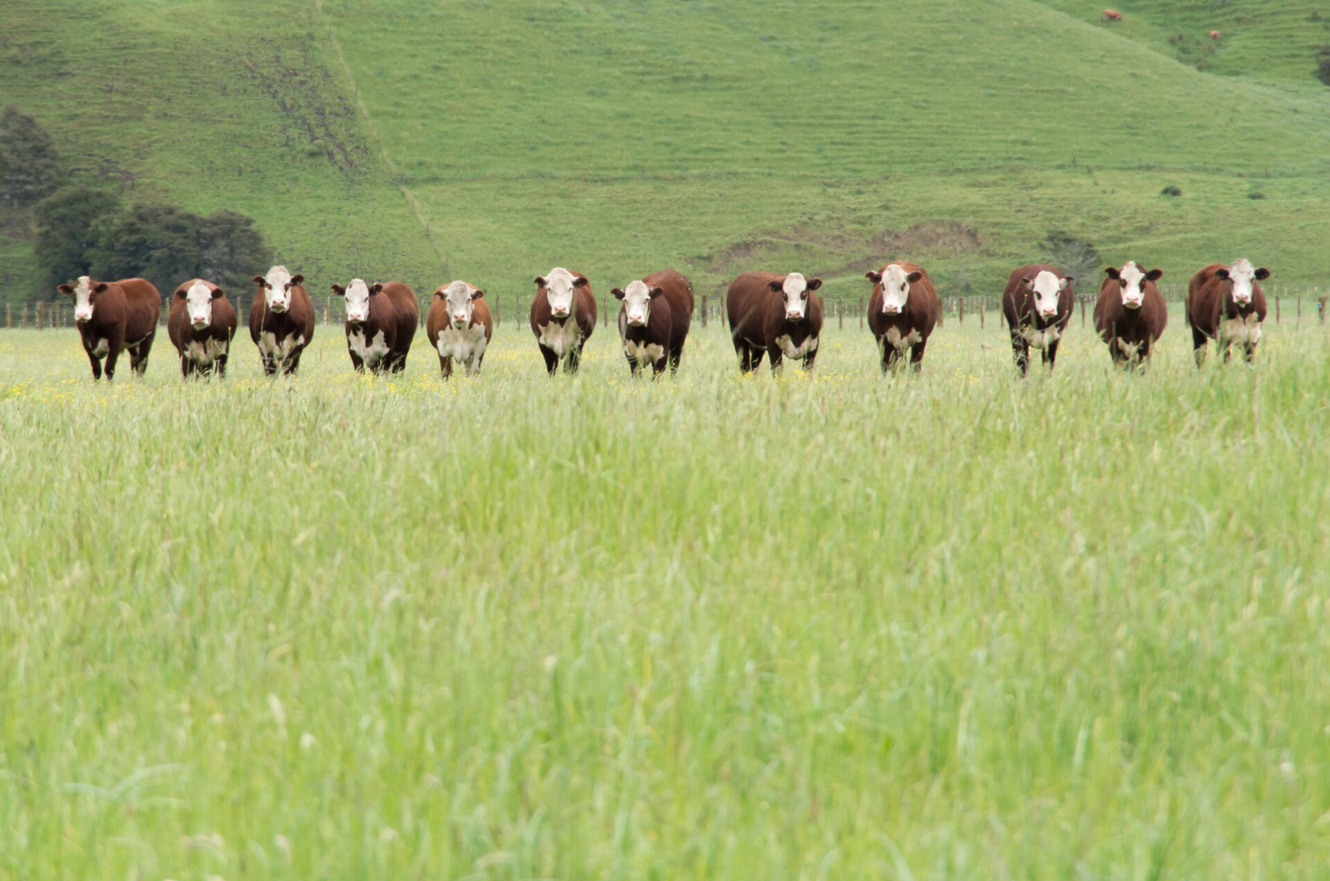Cattle on grassland in New Zealand