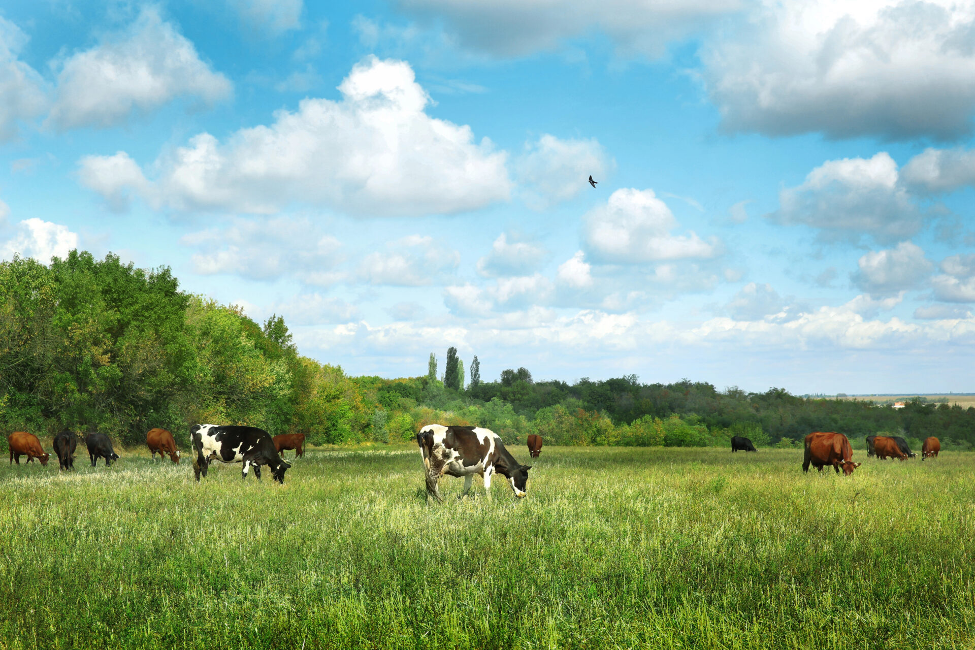 Best Meat Box Delivery Companies with cattle on grass