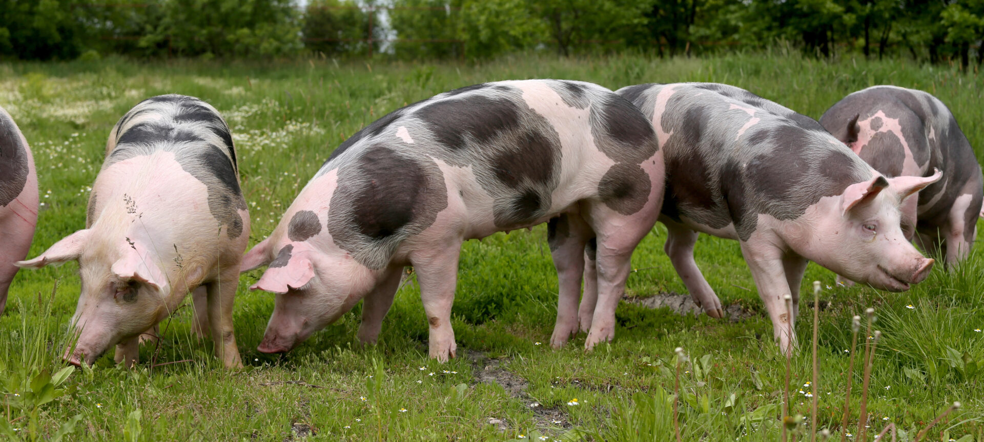 Pasture-raised pigs on the farm