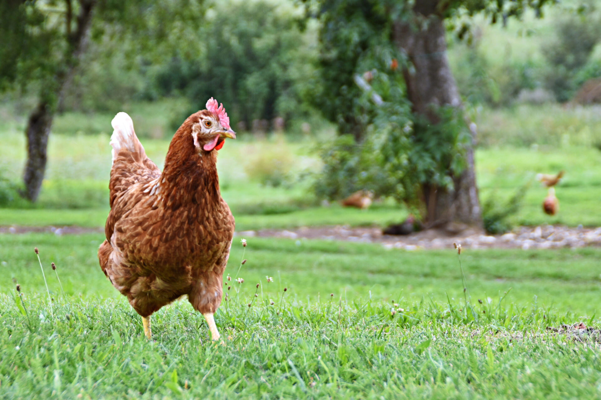 Pasture-raised chicken