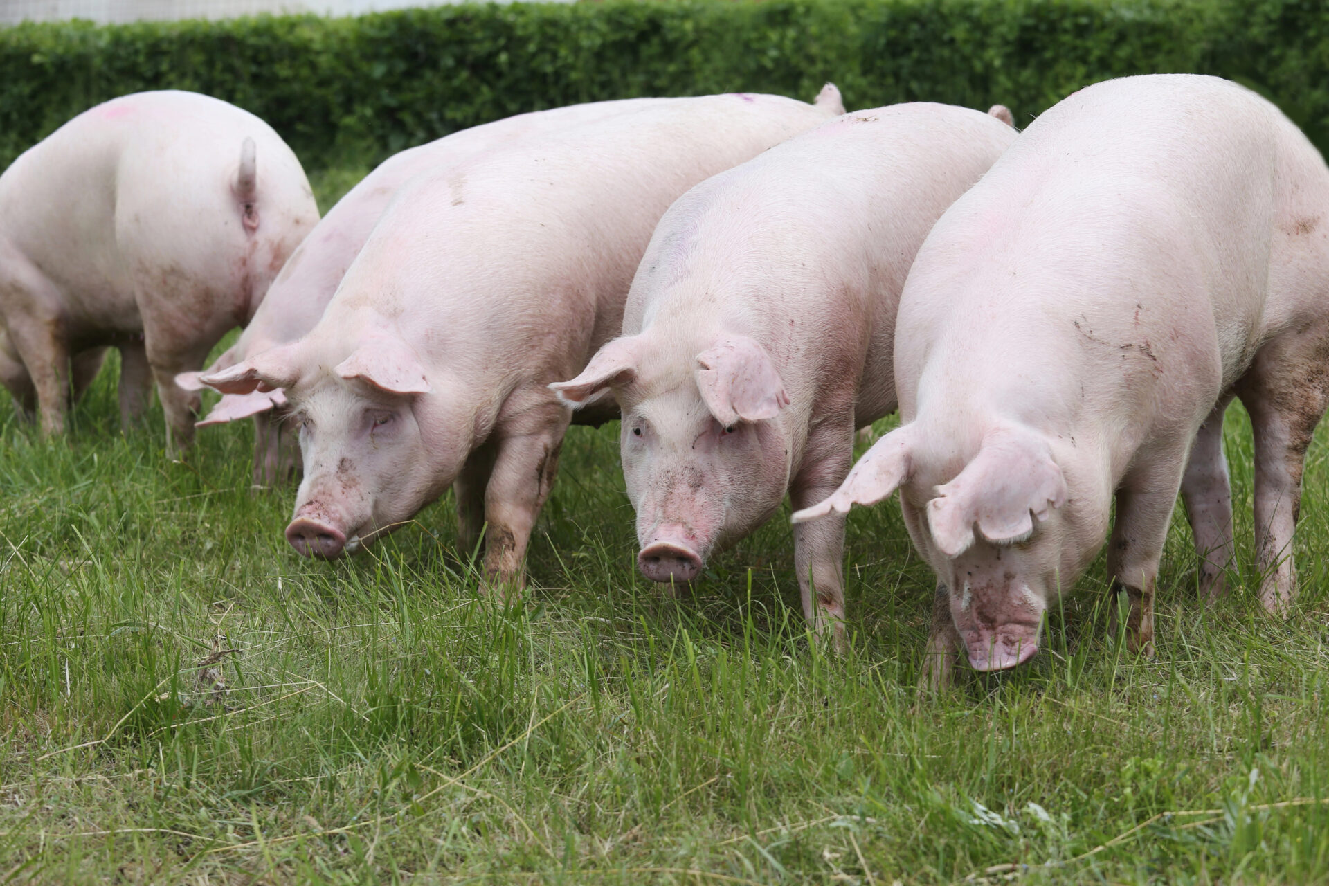 Pink pigs grazing on the meadow. Young domestic breed pigs on natural environment