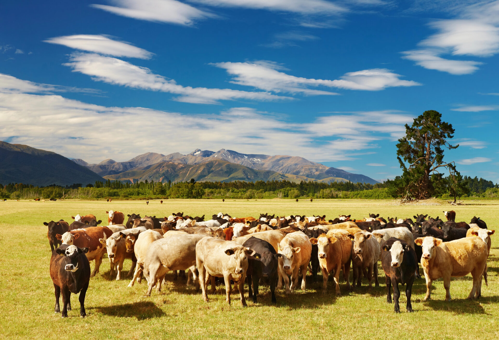 Cattle on grassland in New Zealand