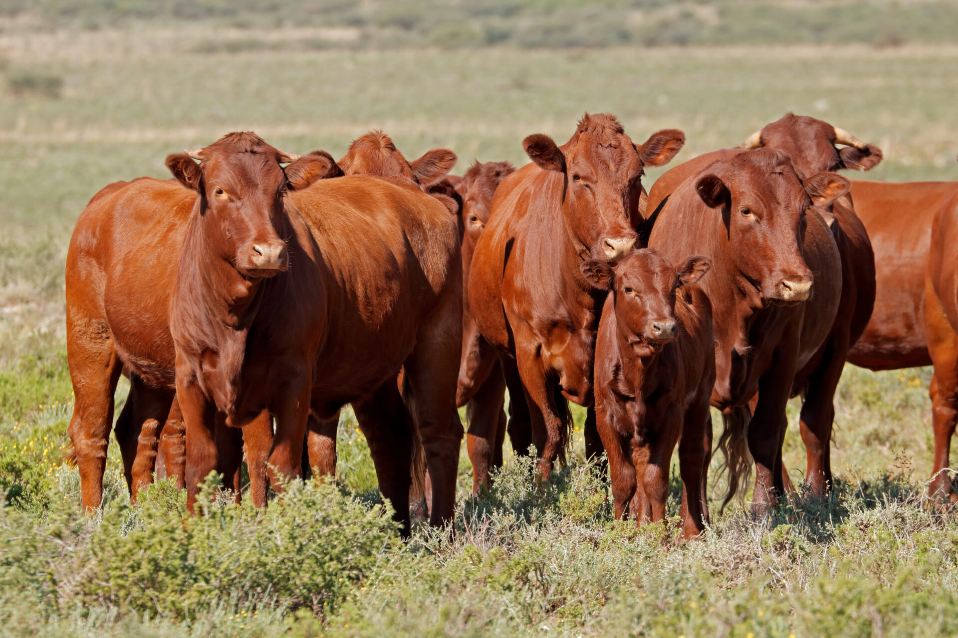 Grassfed beef cattle on 100% grassfed diet