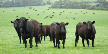 Beef Cattle on pastureland