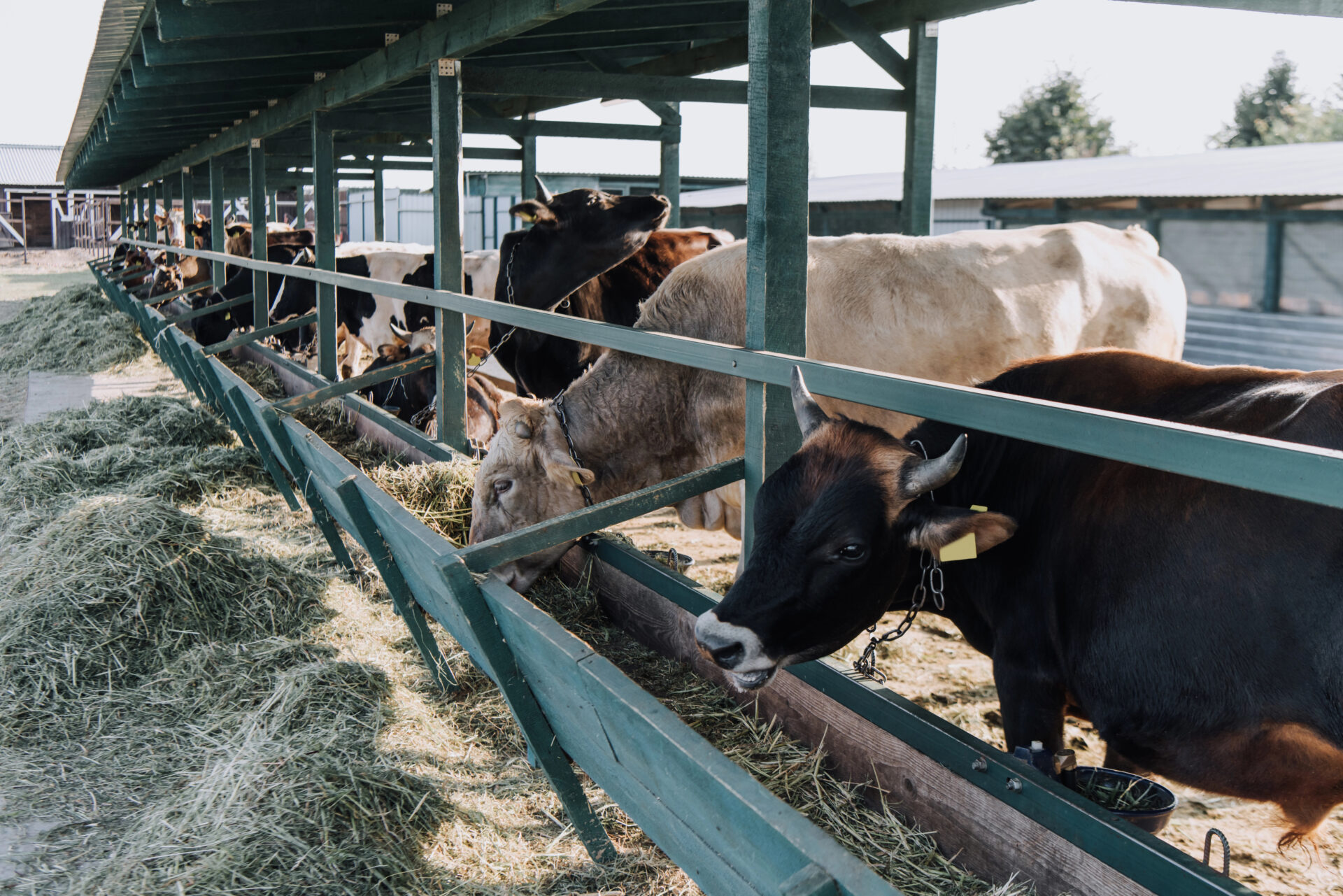 Cattle eating hay
