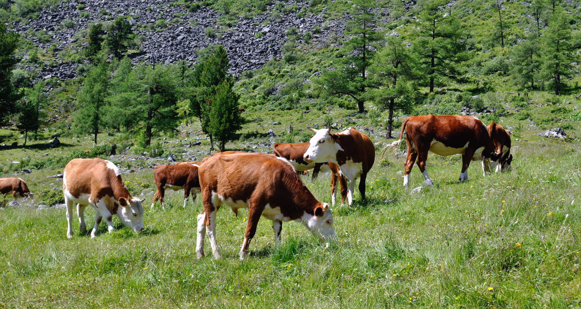 Buryat beef cattle to summer alpine pastures