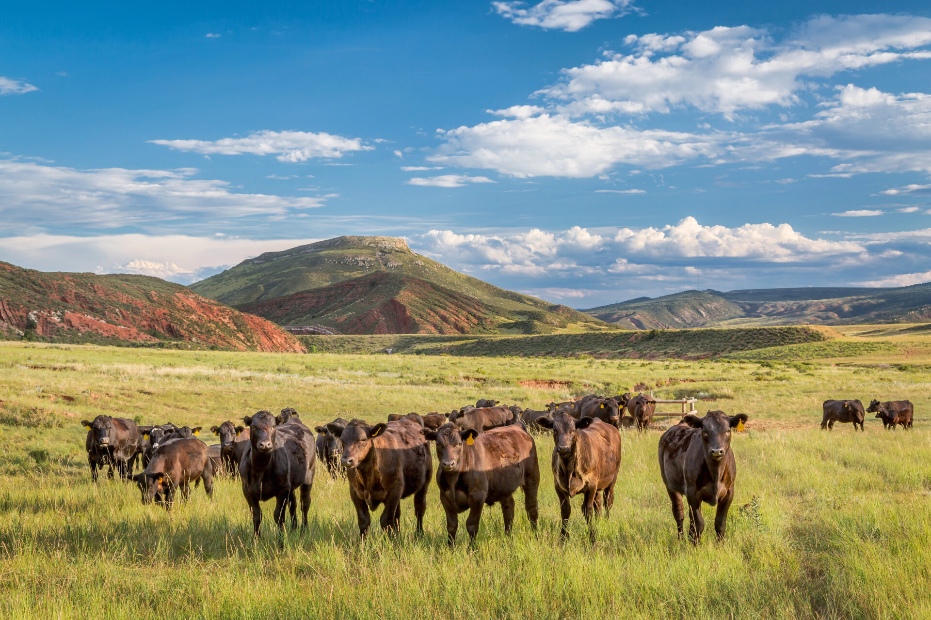 Cattle eating grass on the grasslands