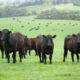 Beef Cattle on pastureland
